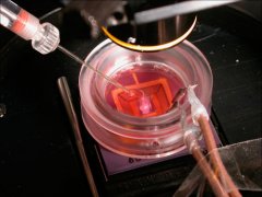 生物傳感器問世對未來人類的發展進程影響深遠